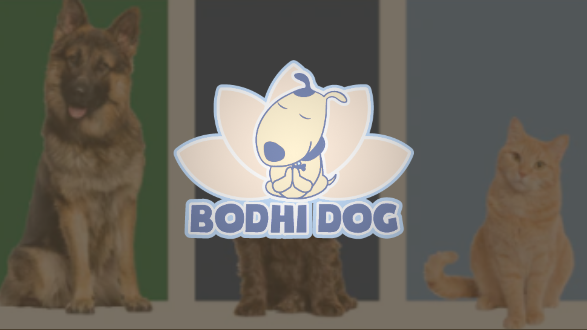 bodhi