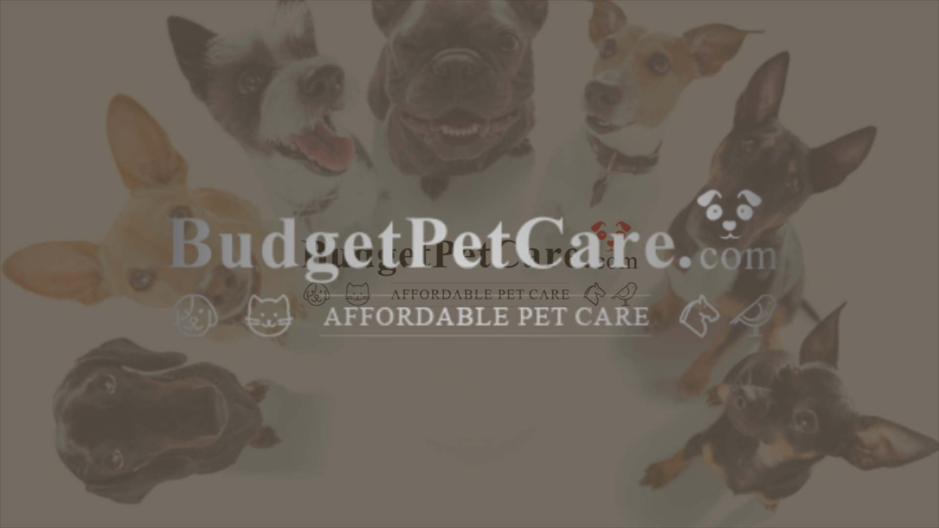 budgetpetcare