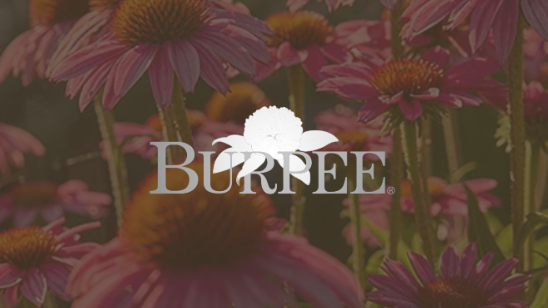 burpee
