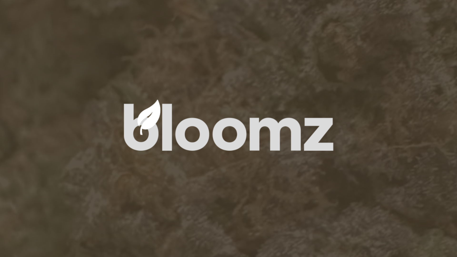 bloomz