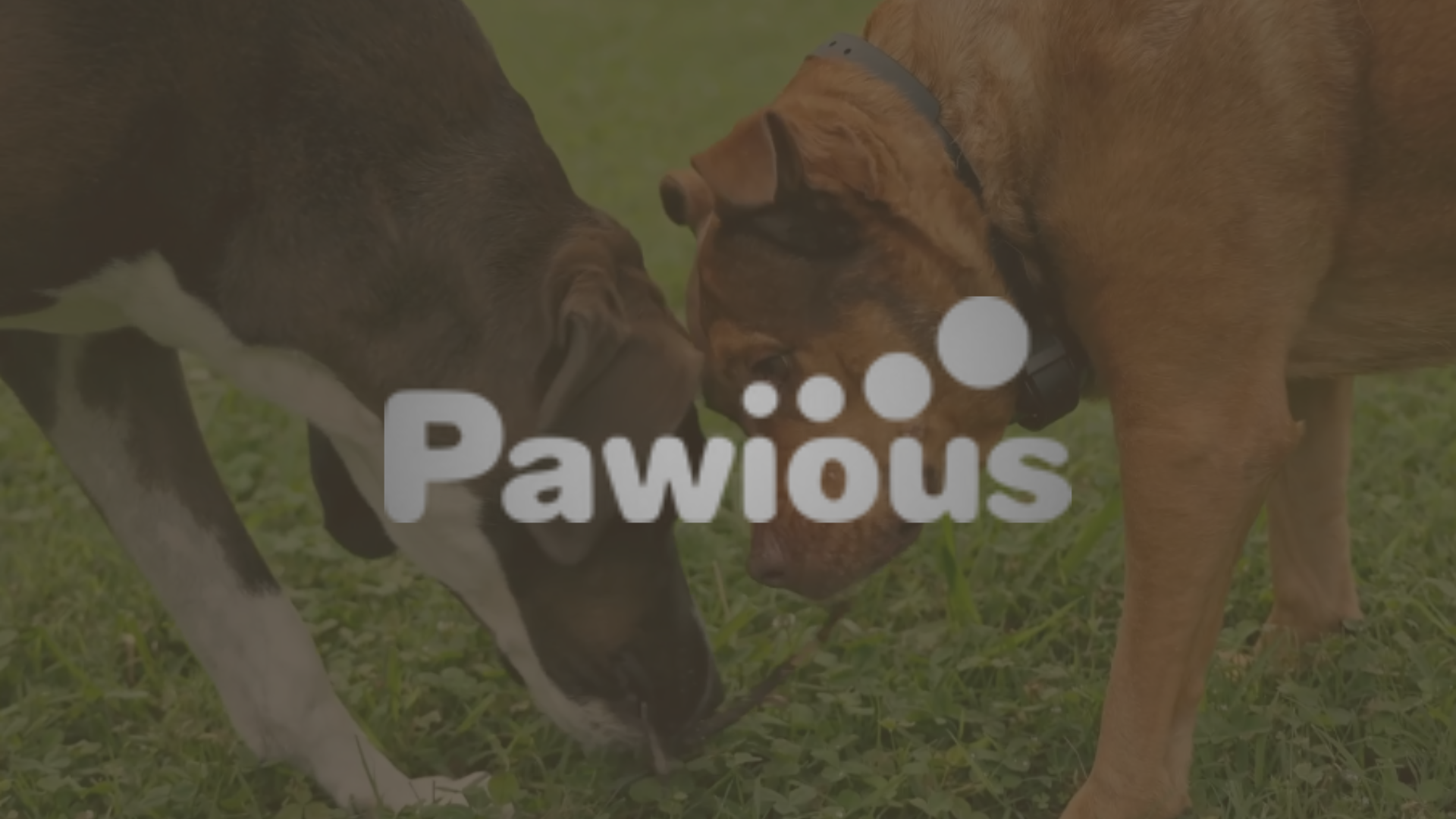 paw